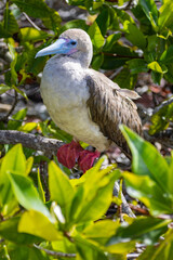 The red-footed booby is a large seabird of the booby family, Sulidae (Sula sula). It not only has bright red feet, but also a magnificent blue beak with pink tinges. Photo taken at Darwin Bay