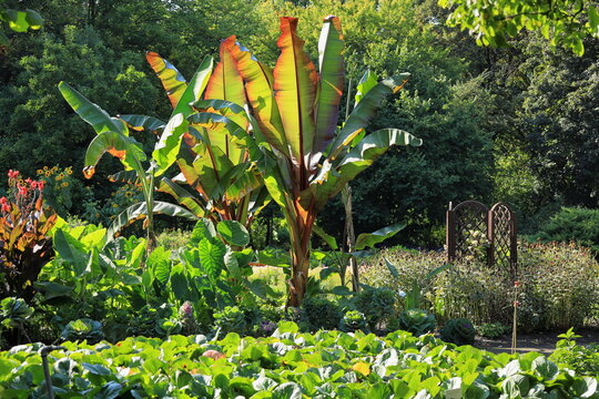 Ensete ventricosum, enset,Ethiopian banana, Abyssinian banana, pseudo-banana and false banana,  flowering plant in the banana family Musaceae