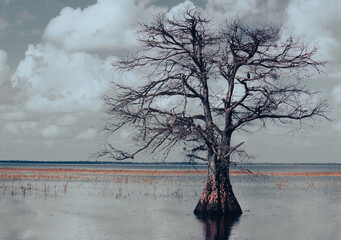 Alone Tree