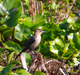 bird on a branch