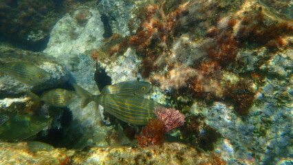 Salema or salema porgy, cow bream, goldline, dreamfish (Sarpa salpa) undersea, Aegean Sea, Greece, Syros island
