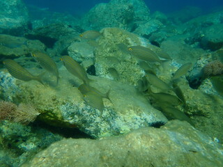 Naklejka na ściany i meble Salema or salema porgy, cow bream, goldline, dreamfish (Sarpa salpa) undersea, Aegean Sea, Greece, Syros island
