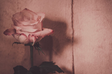 Eine Rose mit Platz für Text Hintergrund
