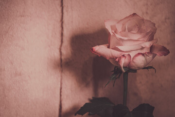 Eine Rose mit Platz für Text Hintergrund