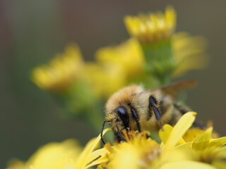 Hummeln sind sehr haarig und sammeln Nektar von den Blüten