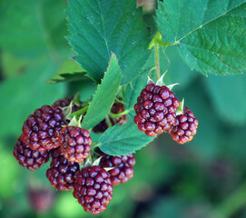 On the branch ripen the blackberries (Rubus fruticosus)
