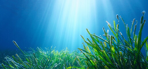 Seagrass and natural sunlight underwater in the sea (Neptune grass Posidonia oceanica), Mediterranean, France - obrazy, fototapety, plakaty