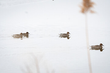 A trio of migrating mated waterfowl duck species swimming w insulated coat of oily down feathers on the cold but very still shallow wetland fresh water surface with a strong reflection below them 