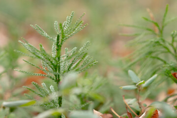 a newly sprouted fragile green sapling; an evergreen pine species of conifer tree grows from the...