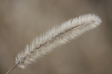 close up of a grass