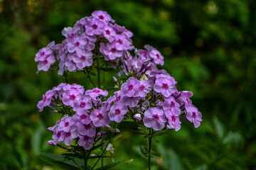 Pink phlox flowers in the garden