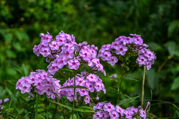 Pink phlox flowers in the garden