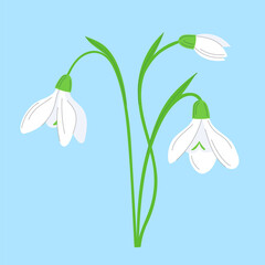 Snowdrop flower isolated on blue. Vector galanthus illustration.