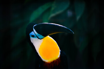 A closeup shot of a vibrant toucan on a dark background