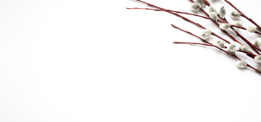 Easter concept. White Easter background with the willow branches.