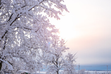 Winter landscape. Snow covered trees on a clear sunny day. Wallpaper on the wall, postcard