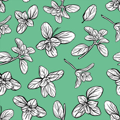 seamless pattern of basil leaves. Italian herbs.A sprig of marjoram. Basil is a fragrant and fragrant seasoning. Hand-drawn illustration