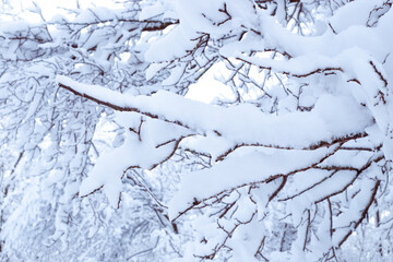 Winter landscape. Tree branches are covered with snow