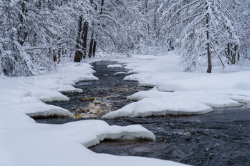 Picturesque view of rapid raging mountain river flowing through snowy forest with coniferous trees covered with snow. Wild nature in Swedish national park on freezing cold weather