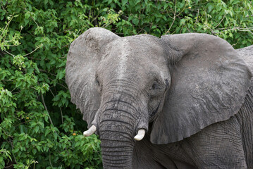 Beautiful Elefant In Africa