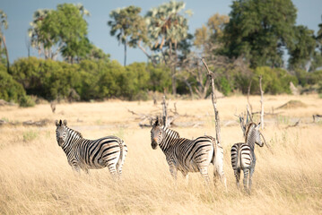 Zebras
