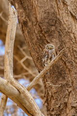 Fototapeta na wymiar Pearl-spotted Owlet, Namibia