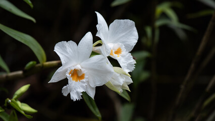 White orchids on natural background.