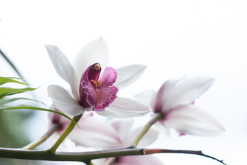 Fototapeta na wymiar White orchids on natural background.