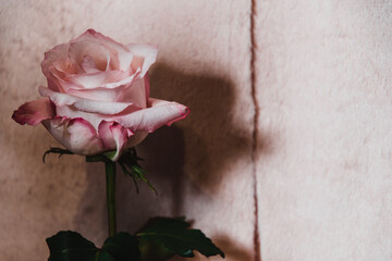 Einzelne Rose retro vintage Hintergrund zum Beschreiben