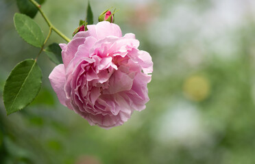 Damask rose flower on nature background.