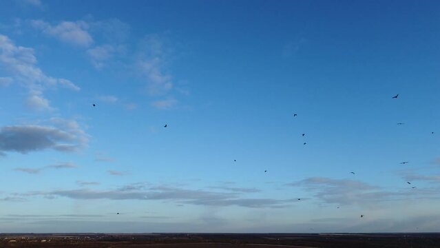 Crows on a background of blue sky. Many birds are circling around
