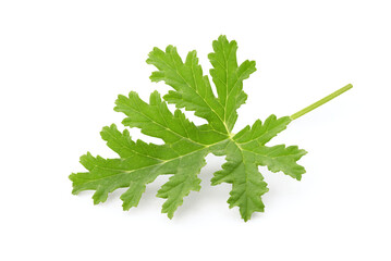 Mozzie Buster green leaf isolated on white background with clipping path.