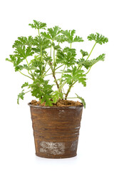 Mozzie Buster tree isolated on white background.