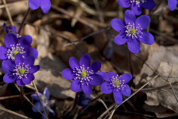 Anemone hepatica (Hepatica nobilis) Liverwort flowering in spring in the forest. Wild forest plant. Close up.