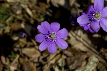 Anemone hepatica (Hepatica nobilis) Liverwort flowering in spring in the forest. Wild forest plant. Close up.