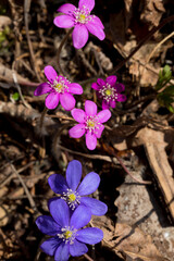 Rare pink colors of Anemone hepatica (Hepatica nobilis). Liverwort flowering in spring in the forest. Wild forest plant. Close up.