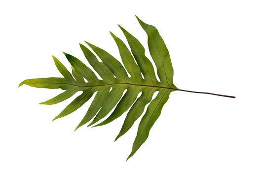 Phymatosorus scolopendria leaf isolated on white background with clipping path.top view.