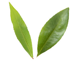 Obraz premium Thai croton and Croton oblongifolius green leaf isolated on white background with clipping path.top view.