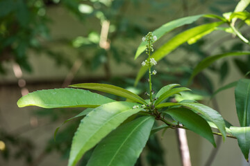 Thai croton or Croton fluviatilis Esser branch on nature background.