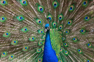 Fototapeta na wymiar Closeup view of a colorful peacock