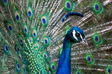 Fototapeta na wymiar Closeup view of a colorful peacock