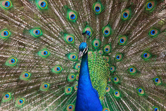 Closeup view of a colorful peacock