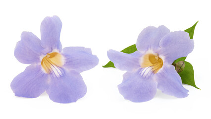 Laurel clock vine or Thunbergia laurifolia flower isolated on white background with clipping path.