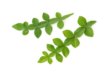 Fototapeta na wymiar Thanaka green leaves isolated on white background.top view.