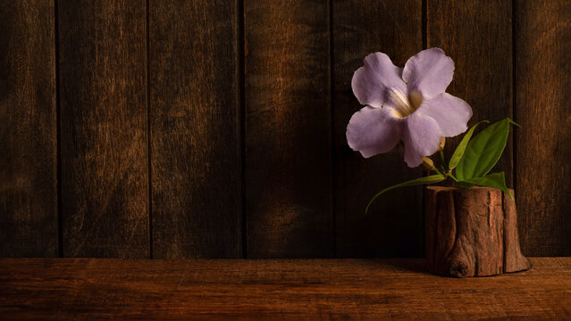 Laurel clock vine or Thunbergia laurifolia flower on an old wood background.