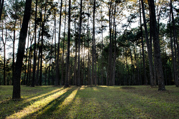 Sunset in the pine forest in Chiang Mai
