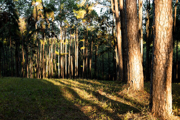 Sunset in the pine forest in Chiang Mai