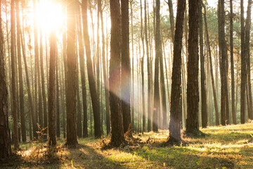 Fototapeta na wymiar Sunrise in the pine forest in Chiang Mai
