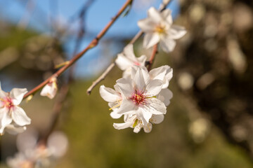 beautiful and fresh apple blossoms on heavy blurred background