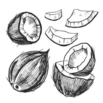 Hand drawn vector set of coconuts.